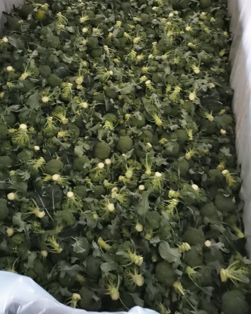 西兰花耐寒阳光炎秀冷库配套精品上市