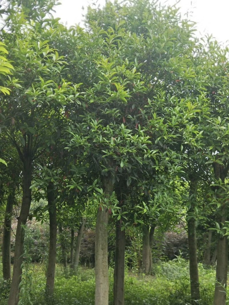 杜英树，山杜英，四川杜英基地出售，成都杜英批发价格