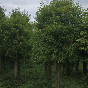 杜英树，山杜英，四川杜英基地出售，成都杜英批发价格