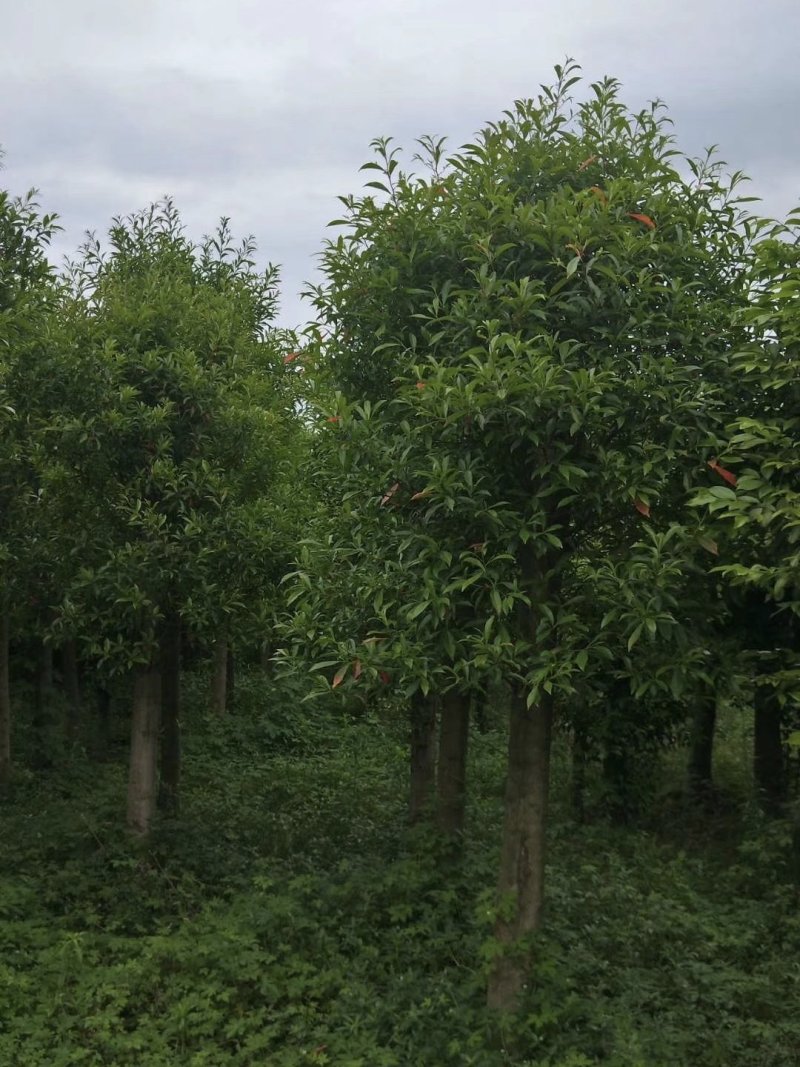 杜英树，山杜英，四川杜英基地出售，成都杜英批发价格