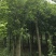 杜英树，山杜英，四川杜英基地出售，成都杜英批发价格