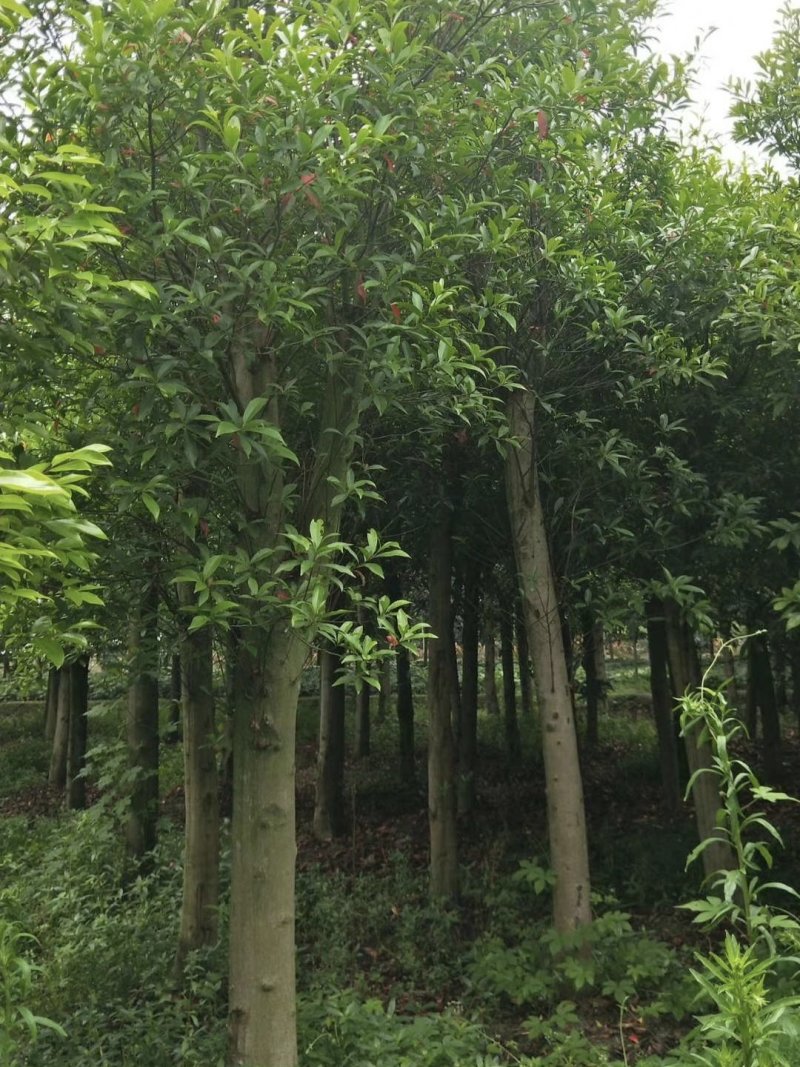 杜英树，山杜英，四川杜英基地出售，成都杜英批发价格