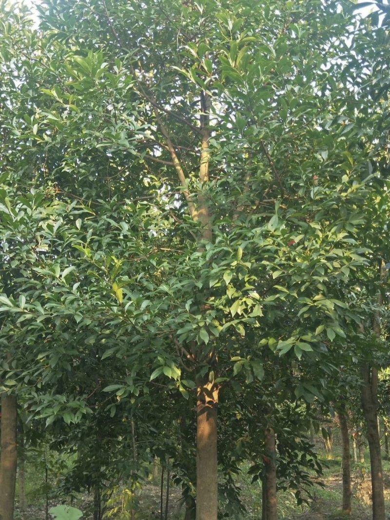 杜英树，山杜英，四川杜英基地出售，成都杜英批发价格
