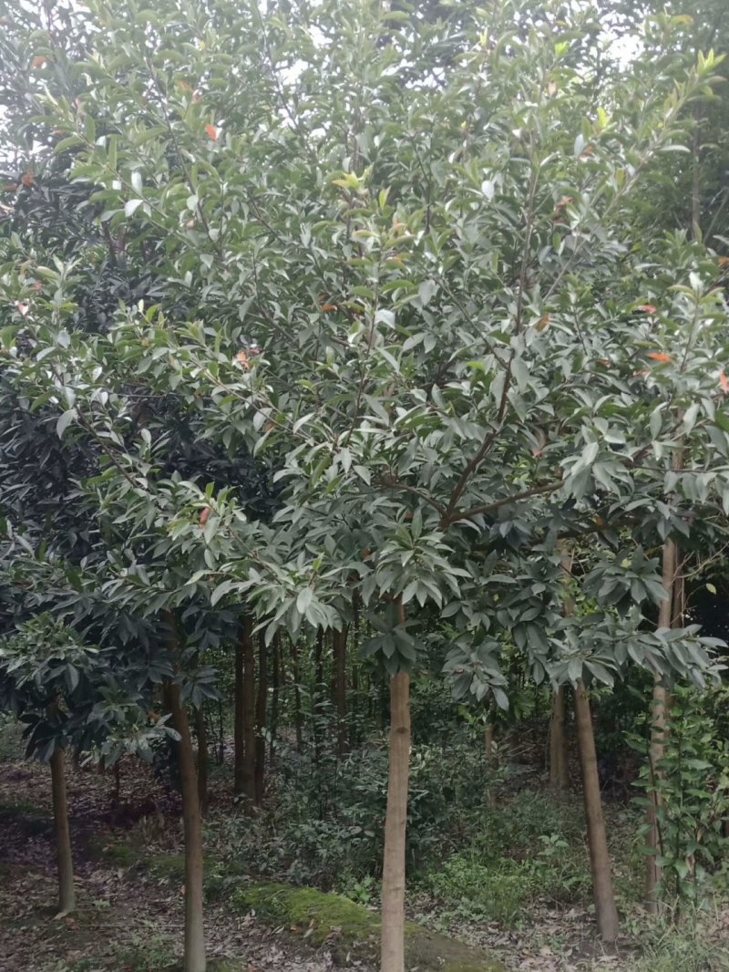 杜英树，山杜英，四川杜英基地出售，成都杜英批发价格
