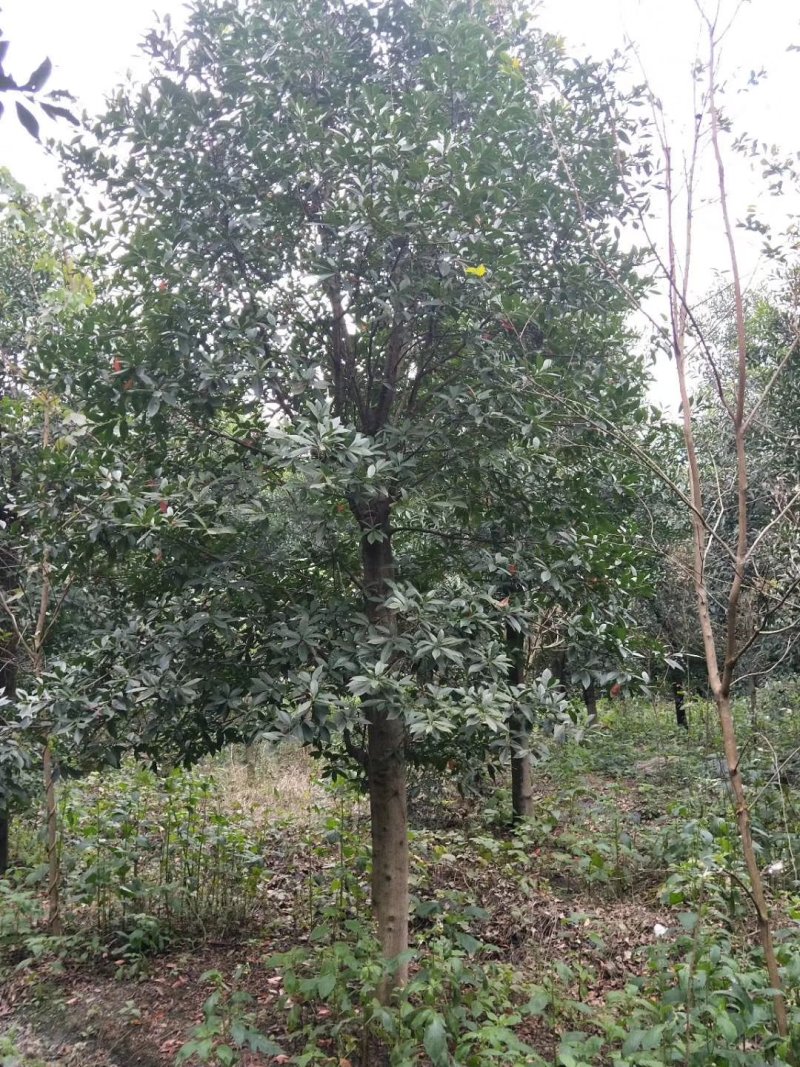 杜英树，山杜英，四川杜英基地出售，成都杜英批发价格