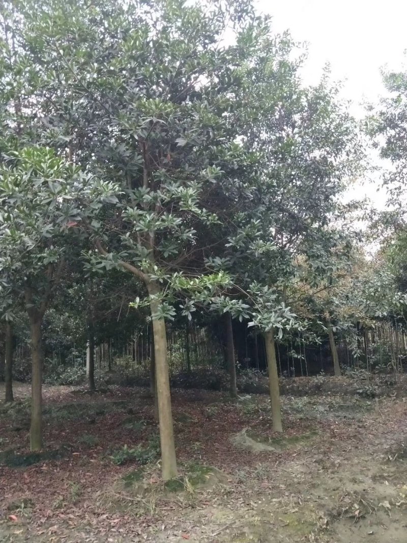 杜英树，山杜英，四川杜英基地出售，成都杜英批发价格