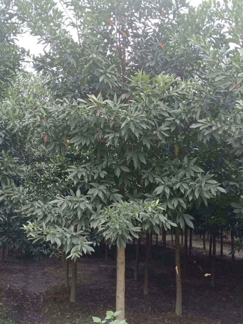 杜英树，山杜英，四川杜英基地出售，成都杜英批发价格