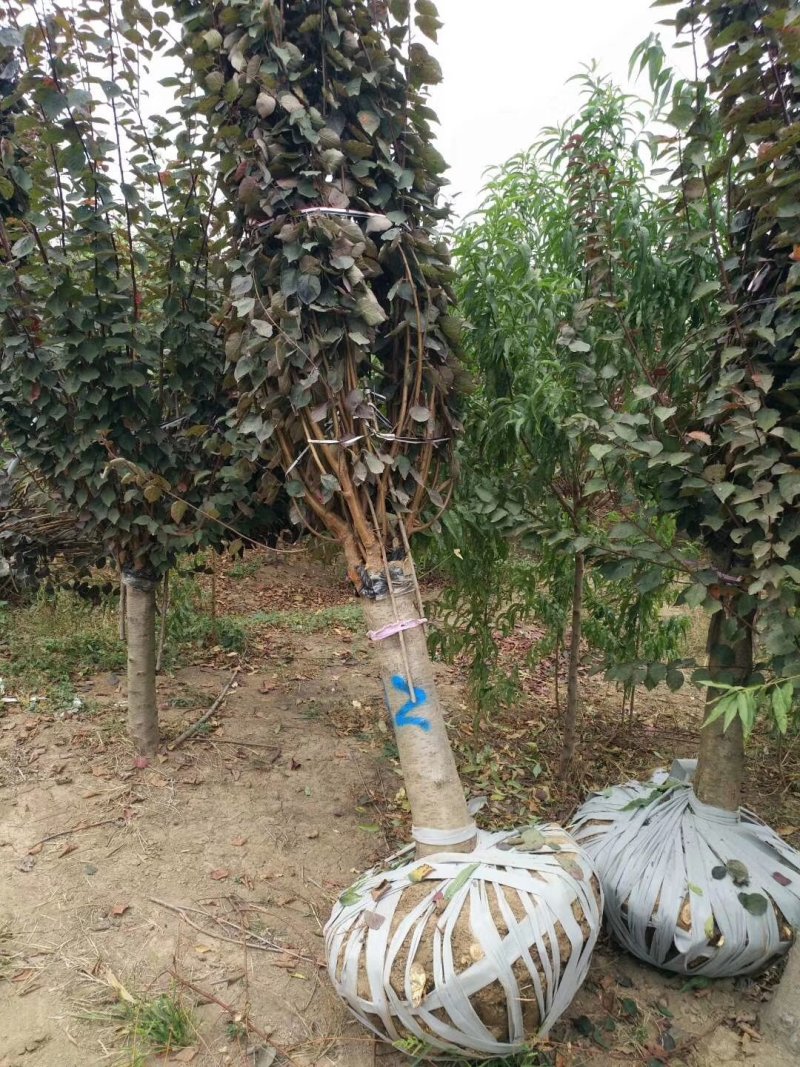 葱兰，基地葱兰一千万株，量大，多少都供应