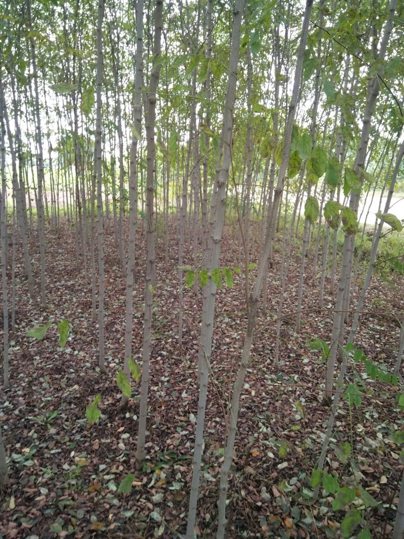 香花槐