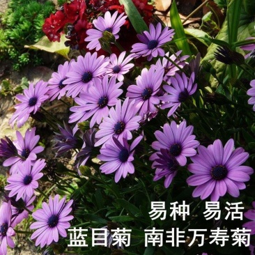 非洲菊种子南非万寿菊花籽盆栽重瓣蓝目菊花种子阳台春季易播