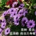非洲菊种子南非万寿菊花籽盆栽重瓣蓝目菊花种子阳台春季易播