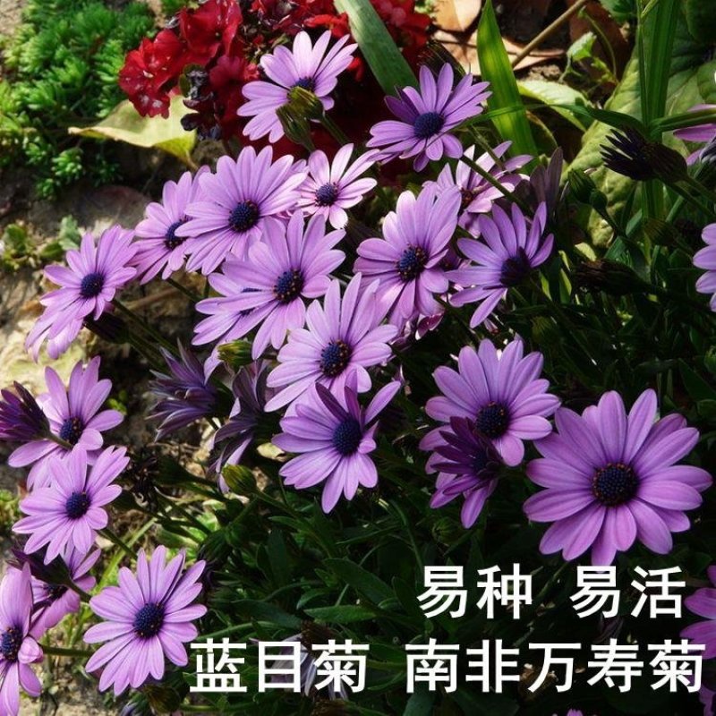 非洲菊种子南非万寿菊花籽盆栽重瓣蓝目菊花种子阳台春季易播