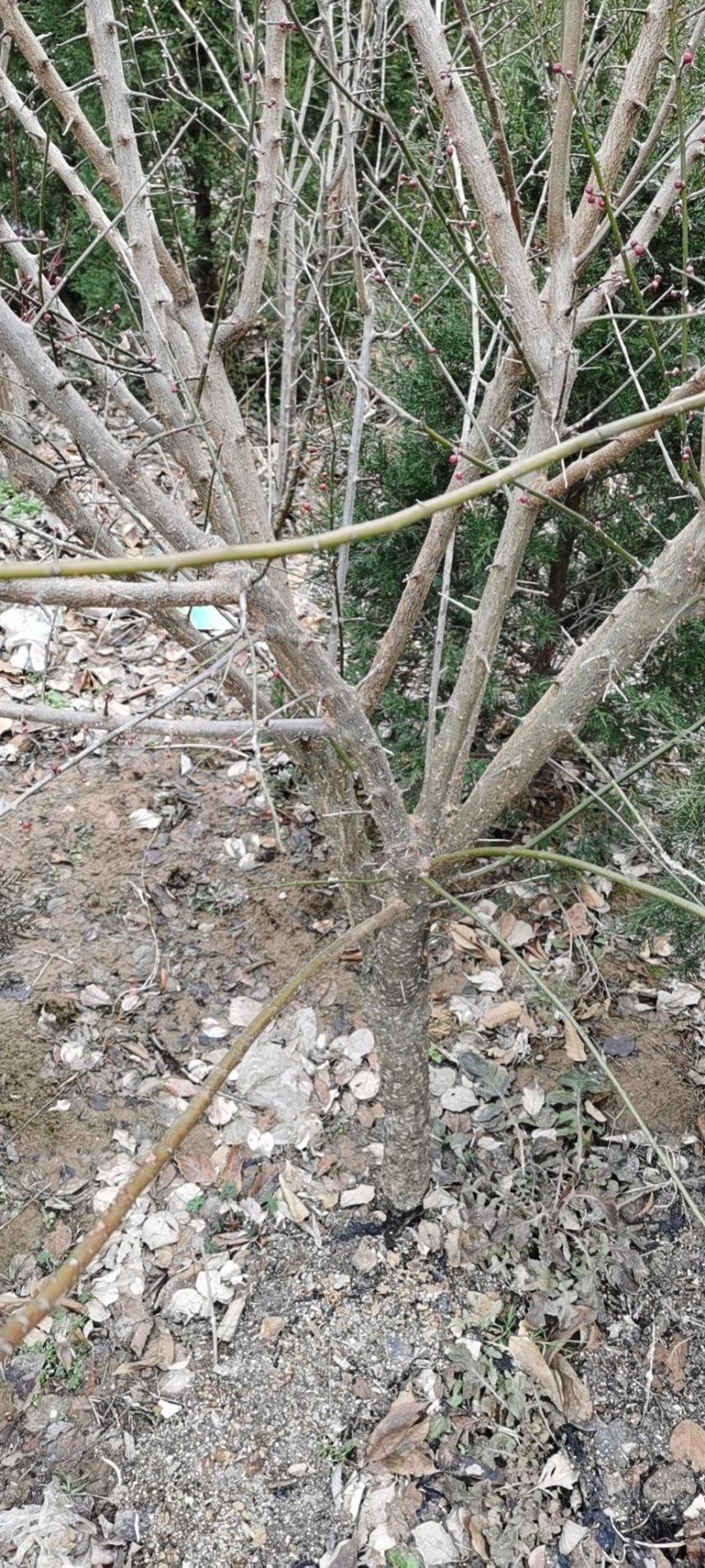 垂梅4一8公分垂梅，开花时太美，可实地看货