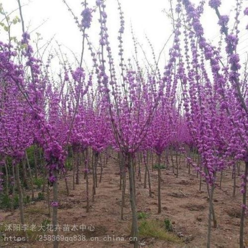 紫荆，丛生紫荆各种规格2一6公分，独杆紫荆