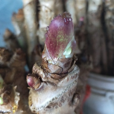 优质刺嫩芽苗基地一手货源包成活品质保障诚信经营放心苗