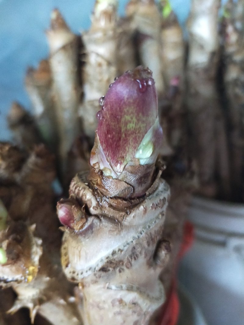 优质刺嫩芽苗基地一手货源包成活品质保障诚信经营放心苗