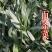 【野生面条菜种子】全国春秋露地菜园栽培阳台盆栽蔬菜