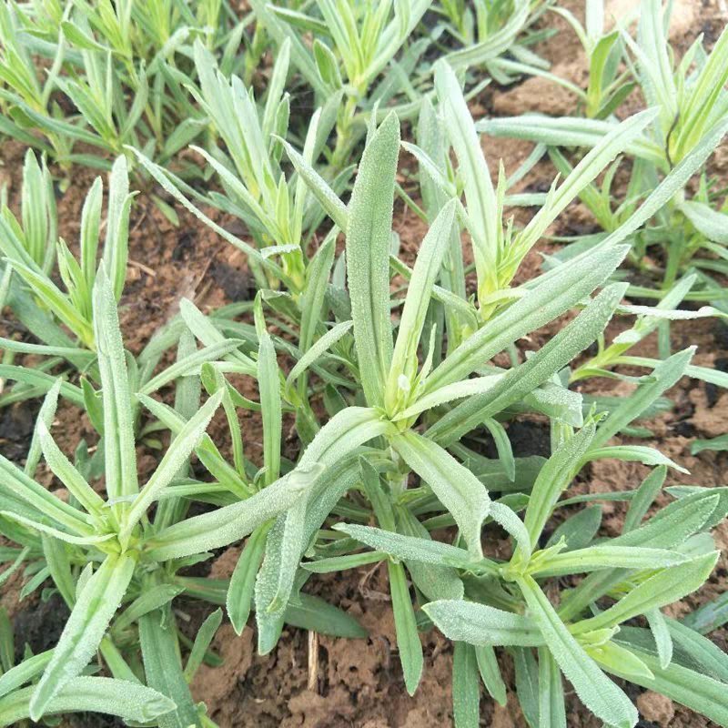 【野生面条菜种子】全国春秋露地菜园栽培阳台盆栽蔬菜