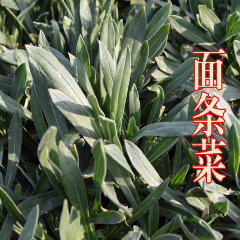 【野生面条菜种子】全国春秋露地菜园栽培阳台盆栽蔬菜