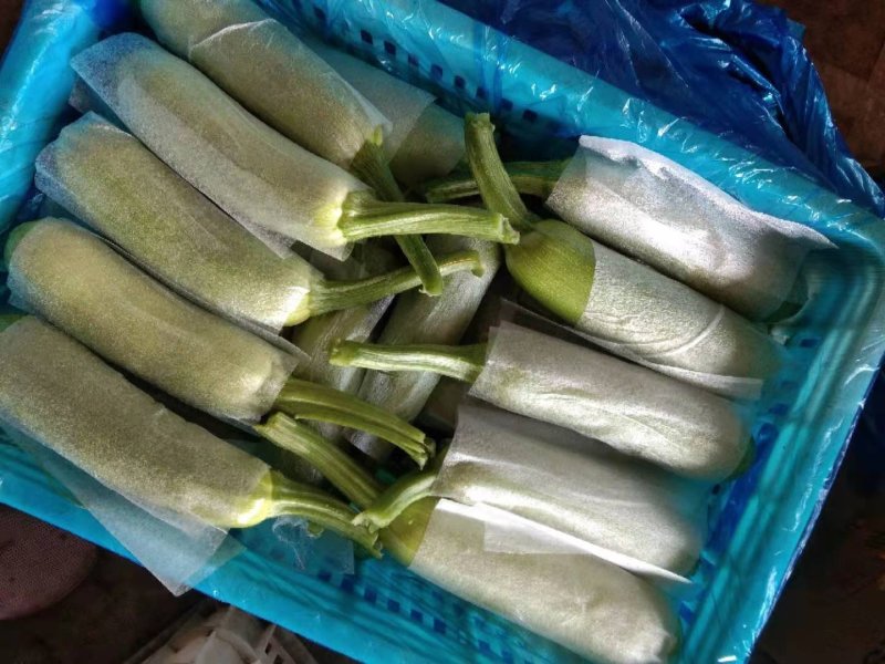 山东新鲜西葫芦瓜现摘豆角茭瓜三月瓜番瓜菜瓜特价包邮