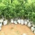 纽荷尔橙苗脐橙苗长虹血橙大苗一年结果基地直发包邮包技术