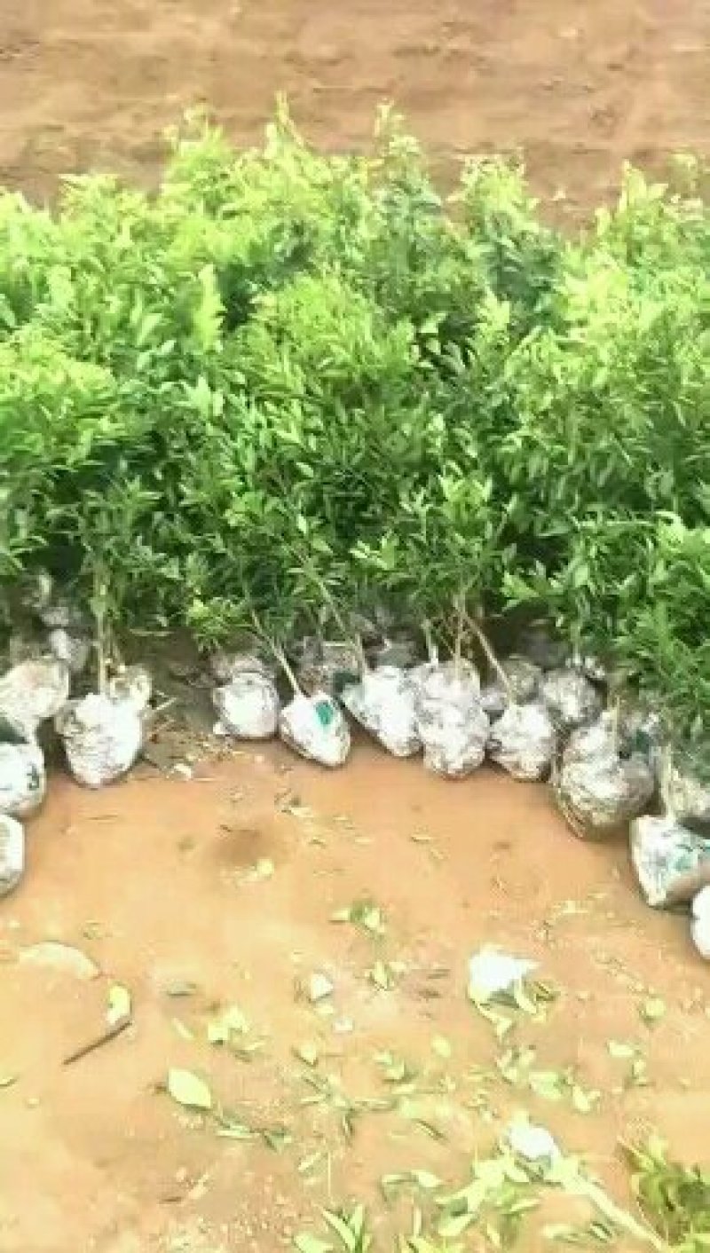 纽荷尔橙苗脐橙苗长虹血橙大苗一年结果基地直发包邮包技术