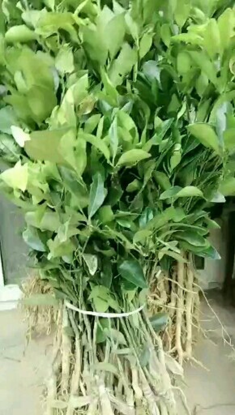 纽荷尔橙苗脐橙苗长虹血橙大苗一年结果基地直发包邮包技术