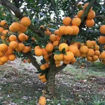 纽荷尔橙苗脐橙苗长虹血橙大苗一年结果基地直发包邮包技术