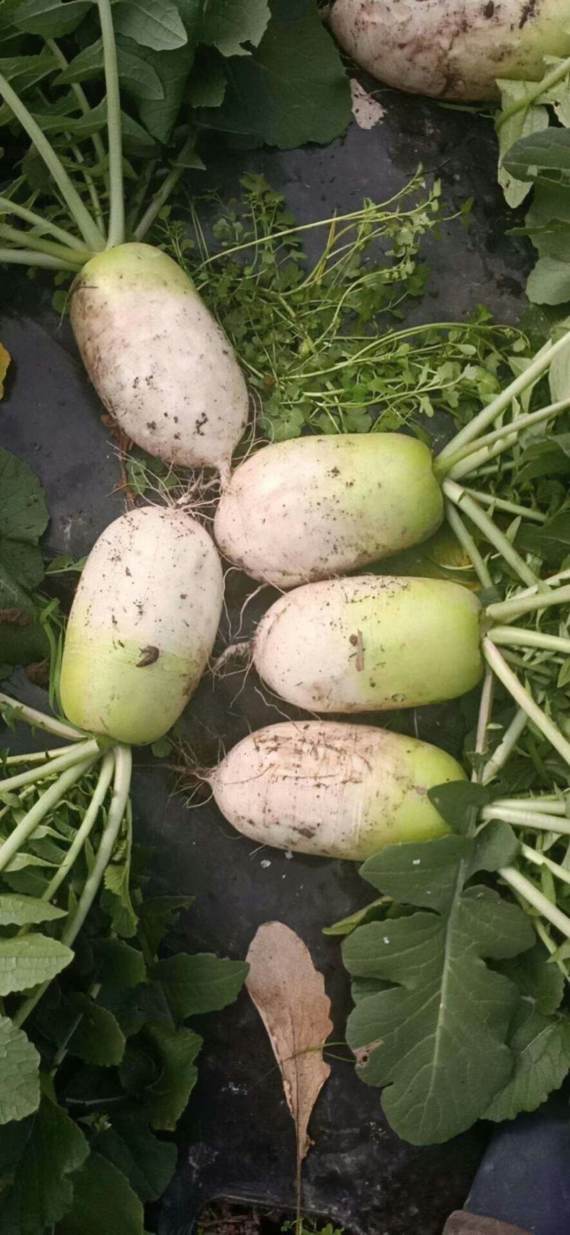青头萝卜