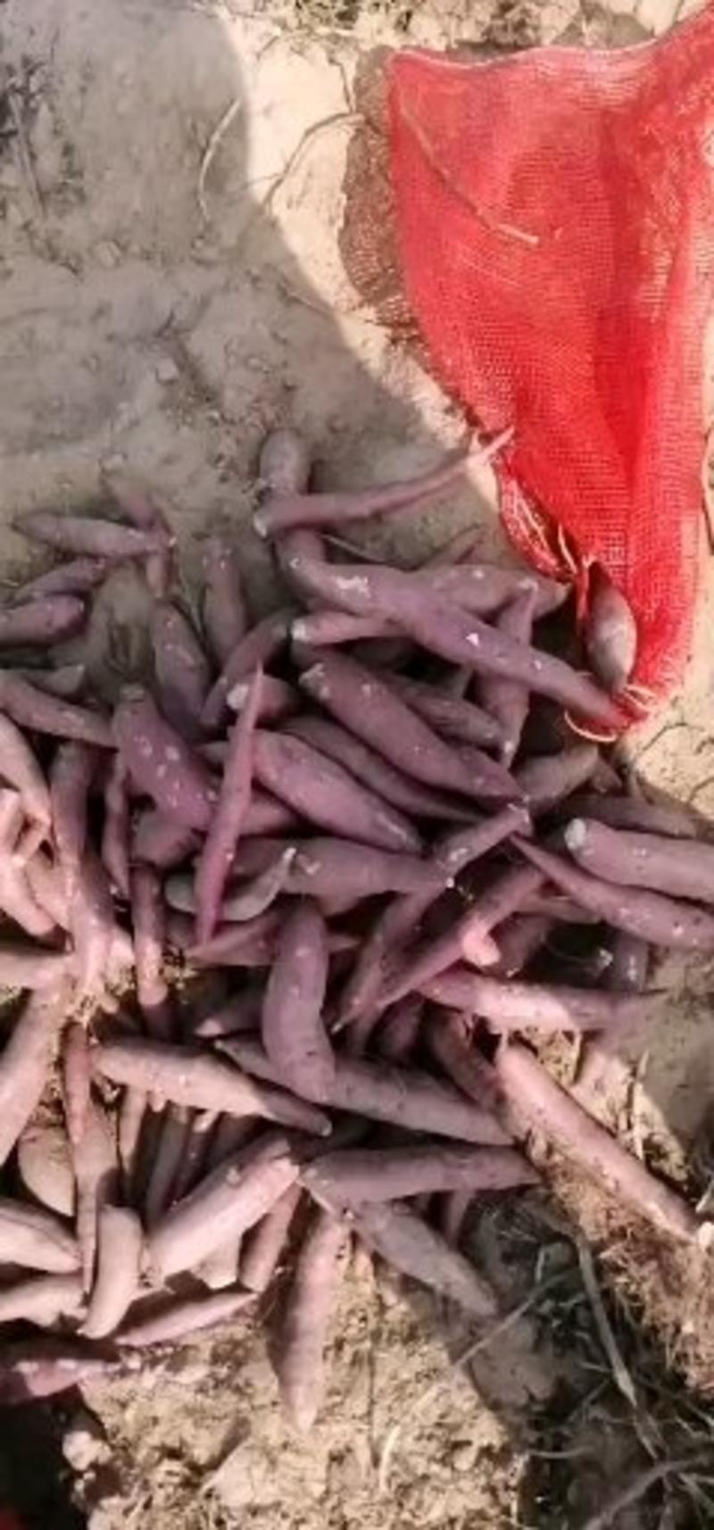 脱毒济薯25种薯高淀粉红薯种出苗率高种苗出售