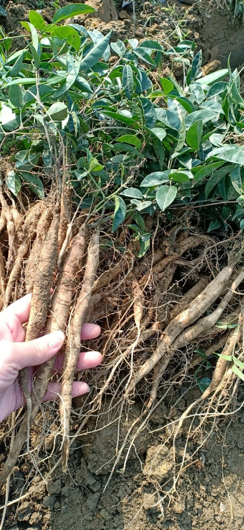 小叶牛大力种苗