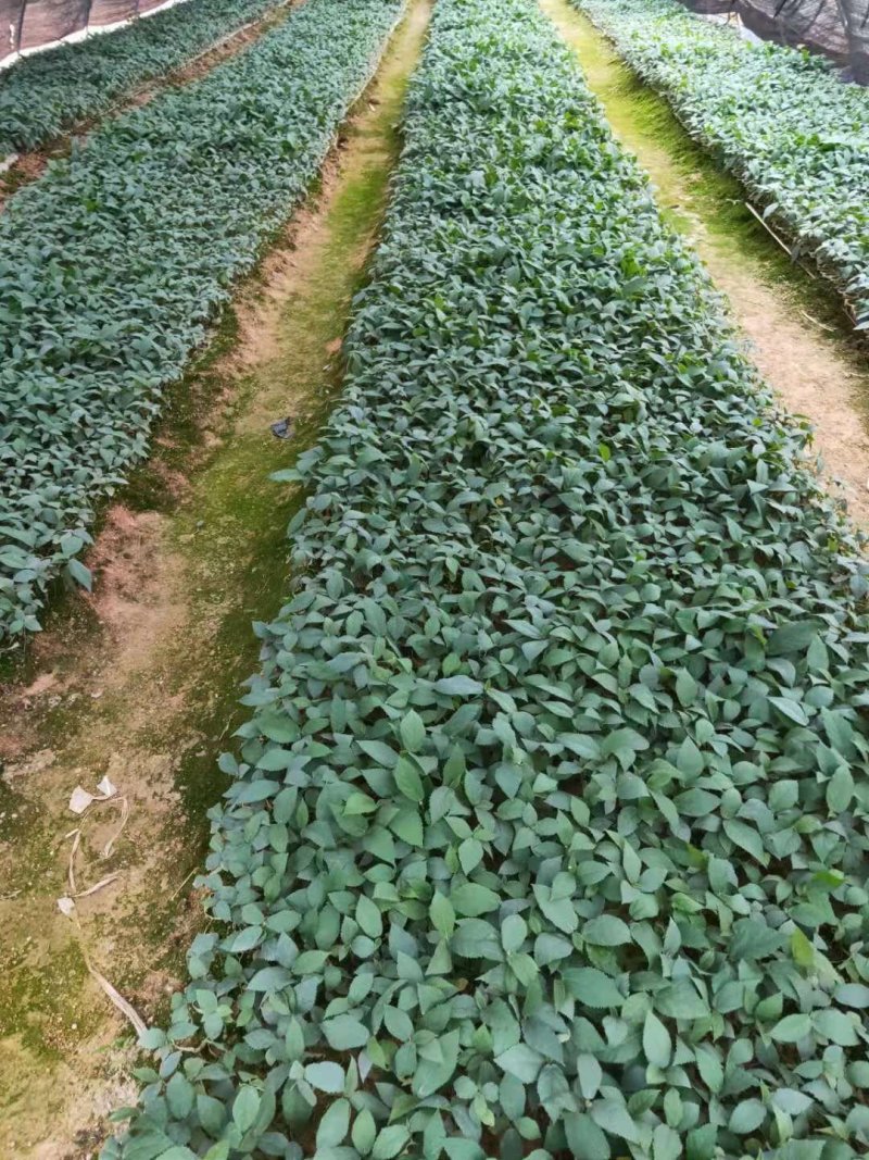 小叶牛大力种苗