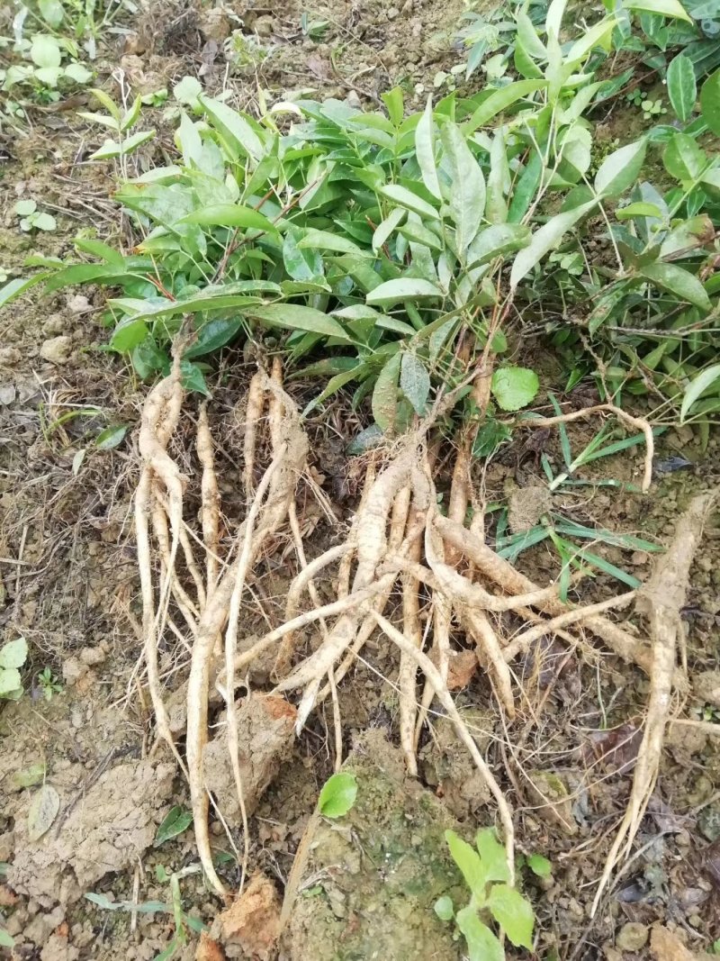 小叶牛大力种苗