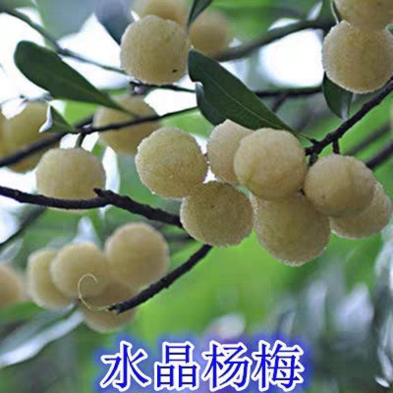 正宗嫁接东魁杨梅树苗杨梅苗南方北方种植盆栽果树苗当年结果