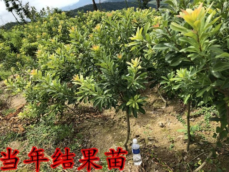 正宗嫁接东魁杨梅树苗杨梅苗南方北方种植盆栽果树苗当年结果