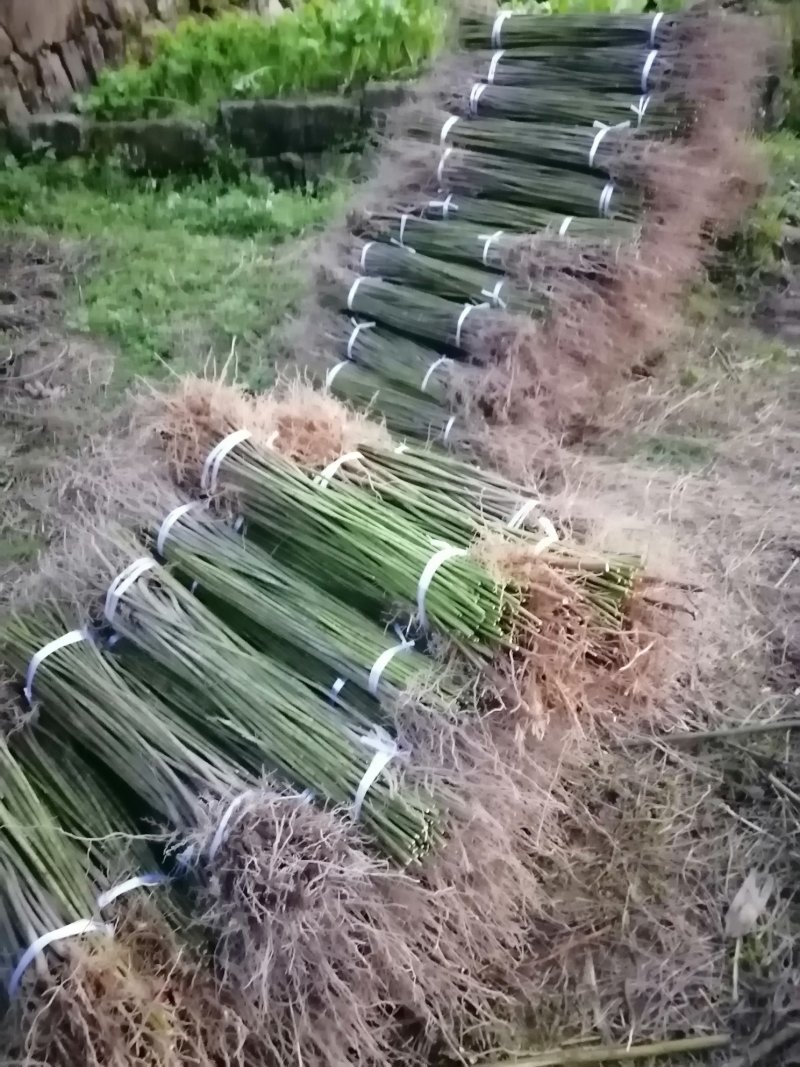 油桐苗政府采购，买油桐树苗请选择重庆俊尧专业油桐培育公司