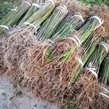 油桐苗政府采购，买油桐树苗请选择重庆俊尧专业油桐培育公司