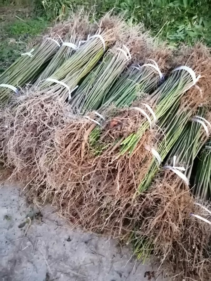 油桐苗政府采购，买油桐树苗请选择重庆俊尧专业油桐培育公司