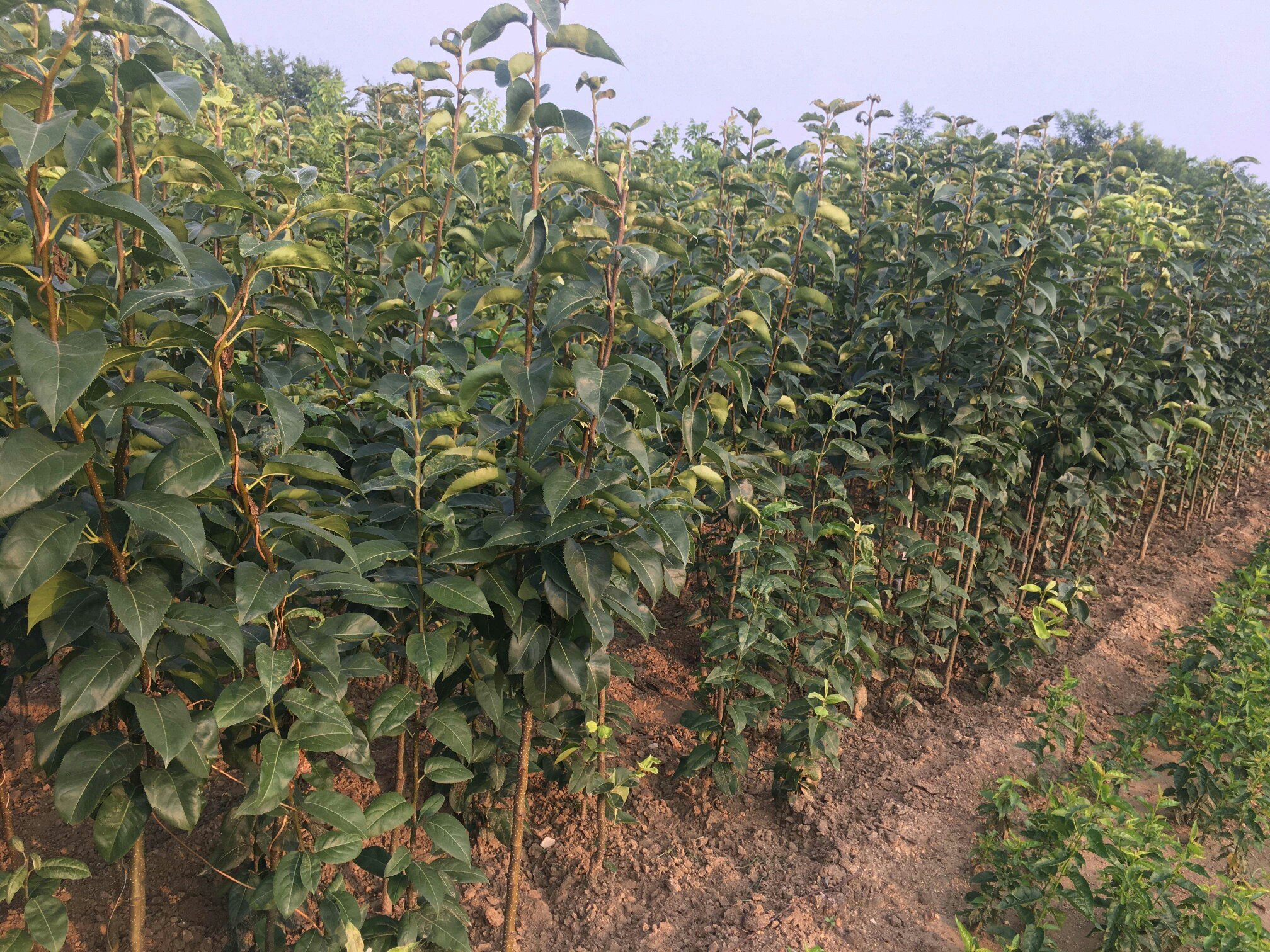 黄金梨自由纺锤形树形结构示意图