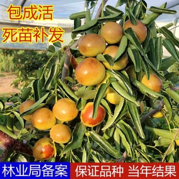 枣树苗当年结果冬枣树果苗嫁接苗特大庭院地栽甜沙枣冬枣树苗