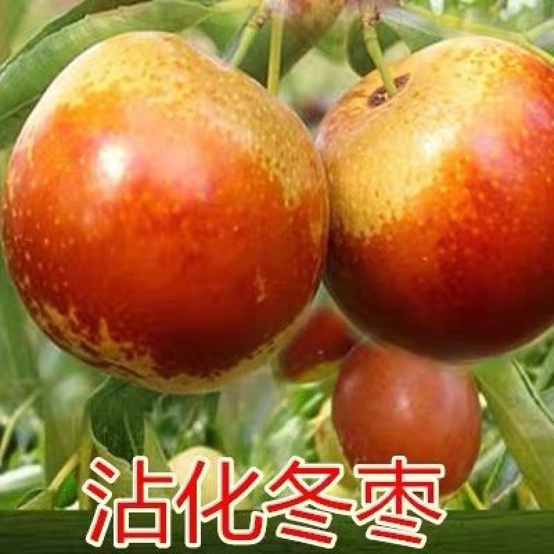 枣树苗当年结果冬枣树果苗嫁接苗特大庭院地栽甜沙枣冬枣树苗