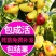 枣树苗嫁接沙枣树苗长枣树苗高产当年结果南北方种植沙枣树苗