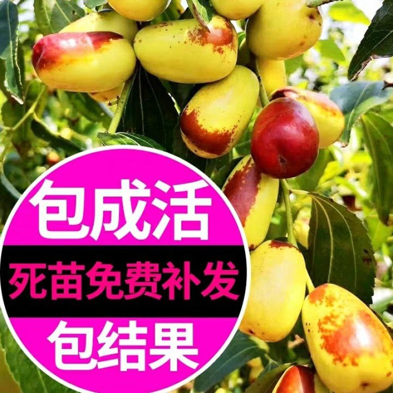 枣树苗嫁接沙枣树苗长枣树苗高产当年结果南北方种植沙枣树苗