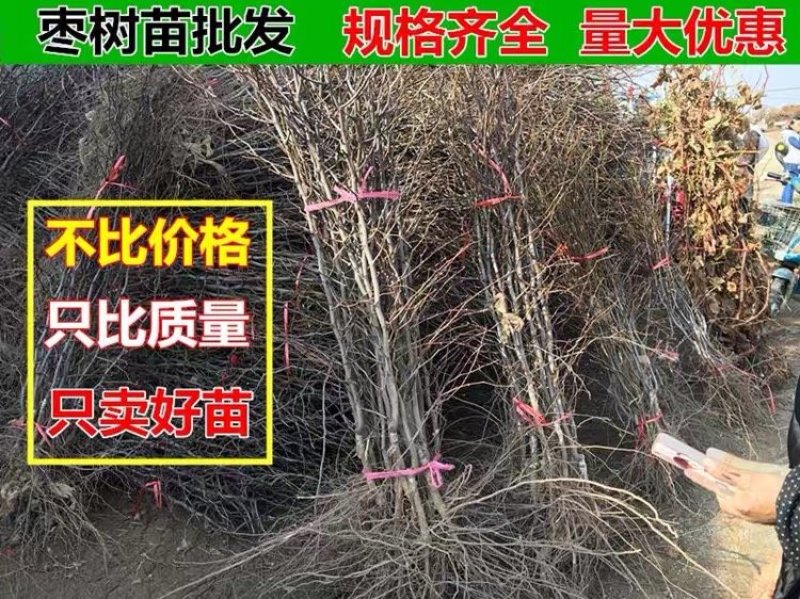 枣树苗嫁接沙枣树苗长枣树苗高产当年结果南北方种植沙枣树苗