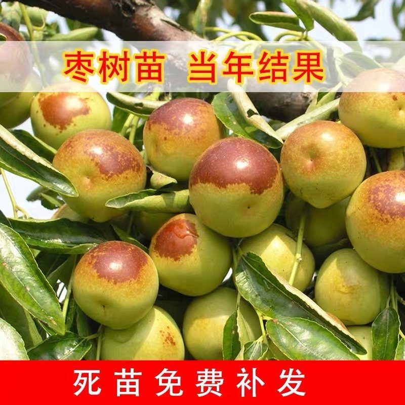 枣树苗嫁接沙枣树苗长枣树苗高产当年结果南北方种植沙枣树苗