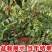 枣树苗嫁接沙枣树苗长枣树苗高产当年结果南北方种植沙枣树苗