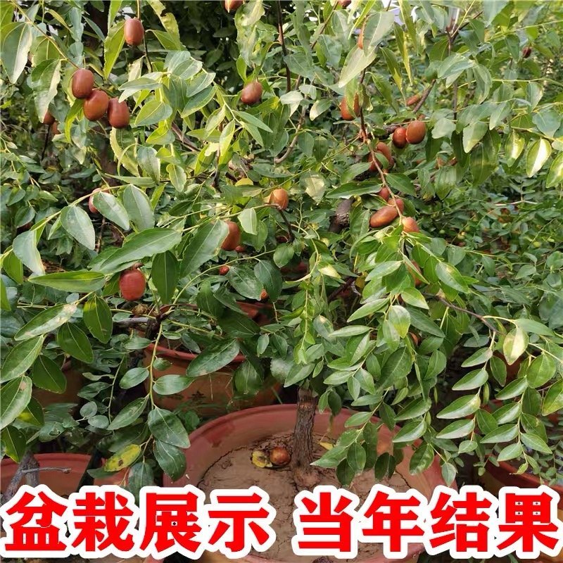 枣树苗嫁接沙枣树苗长枣树苗高产当年结果南北方种植沙枣树苗