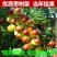 枣树苗嫁接沙枣树苗长枣树苗高产当年结果南北方种植沙枣树苗