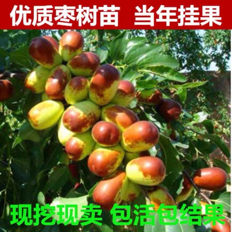 枣树苗嫁接沙枣树苗长枣树苗高产当年结果南北方种植沙枣树苗