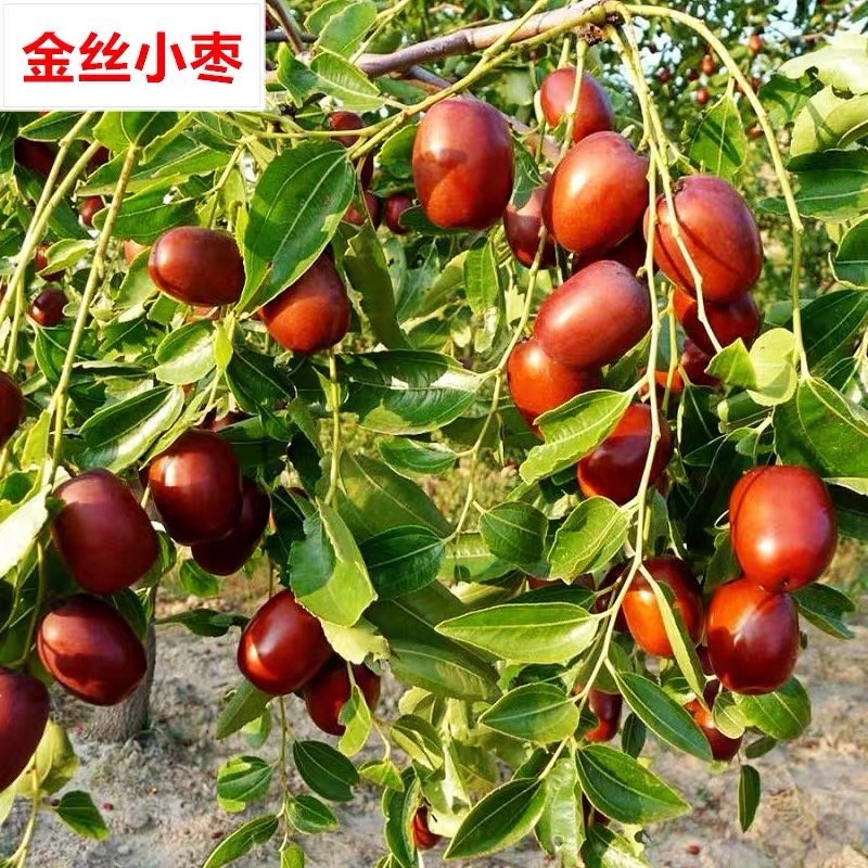 枣树苗嫁接枣树苗当年结果南北方种植基地直供高产枣树苗